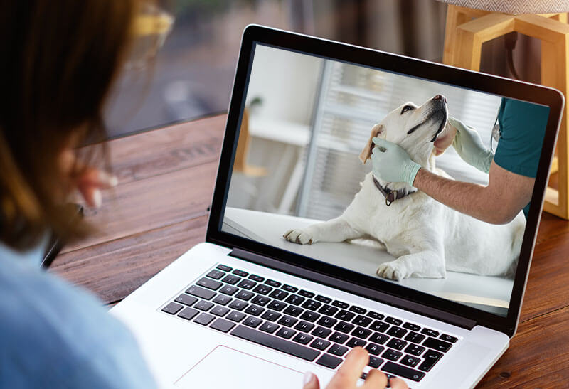 VetExkurs - Hund im Laptop